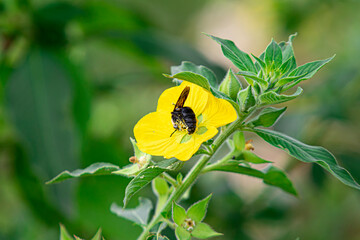 Bee beetles, Bombus vertalis, Hymenoptera, Apidae circle yellow flowers to obtain nectar as their...