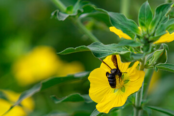 Bee beetles, Bombus vertalis, Hymenoptera, Apidae circle yellow flowers to obtain nectar as their...