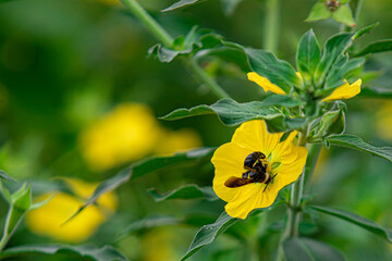 Bee beetles, Bombus vertalis, Hymenoptera, Apidae circle yellow flowers to obtain nectar as their...