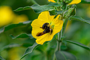 Bee beetles, Bombus vertalis, Hymenoptera, Apidae circle yellow flowers to obtain nectar as their...