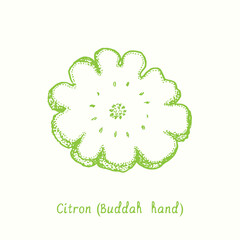 Fototapeta premium Citron (Buddah hand) cut slice fruit. Ink doodle drawing in woodcut style