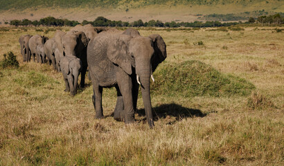 Elephants in the Maasai Mara, Africa 