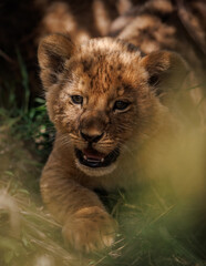 Lion cub in Africa 