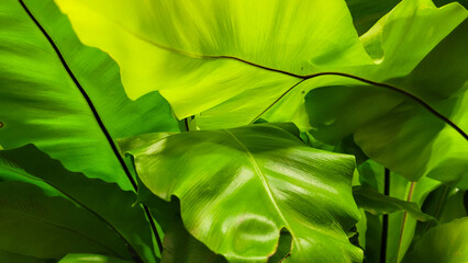 large green leaves of plant