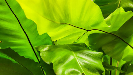 large green leaves of plant