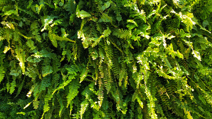 vertical fern garden for home decor