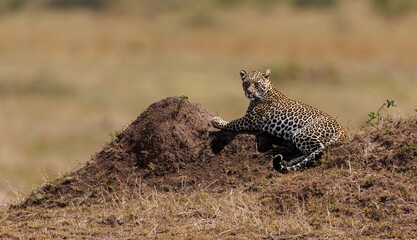 A leopard in Africa 