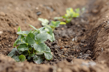 Woman is planting seedlings of strawberries. Gardening work. Country life. Eco farm. High quality photo
