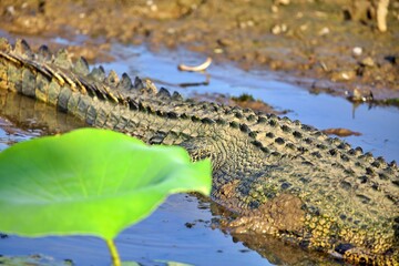Nahaufnahme Krokodil