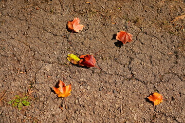 Autumn leaves scattered on the concrete ground during the autumn season