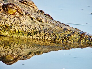 Nahaufnahme Krokodil