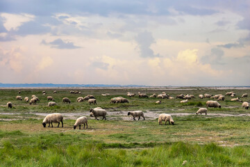 Obraz na płótnie Canvas Sheep grazing in a field near the seashore, Bretagne, northern France, Europe
