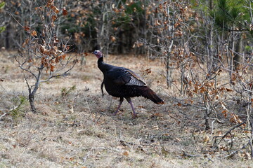Meleagris an adult male Turkey gobbler on the roadside.