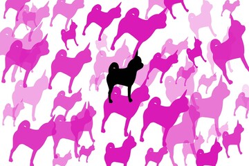 Black chihuahua dog on pink chihuahua dog pattern background isolated on white background. Illustration.