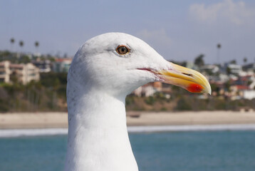 Close-up of a seagull on the San Clemente Pier in Orange County, California, USA