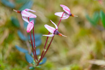 Różowe kwiaty żurawiny błotnej makro w rezerwacie torfowiskowym Bagno Przecławskie © Meija