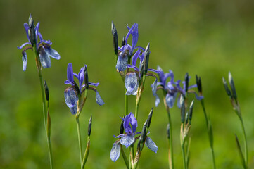 Niebieskie kwiaty kosaćca syberyjskiego w zbliżeniu na zielonym tle