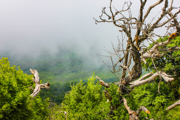 a dry tree in the mountains in Ukraine in the Crimea and greenery around and a low-hanging cloud or...