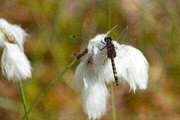 Ważka zalotka większa siedząca na kwiatach wełnianki wąskolistnej w rezerwacie torfowiskowym...