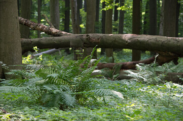 Wielka paproć w cienistym bukowym lesie na tle powalonego drzewa © Meija