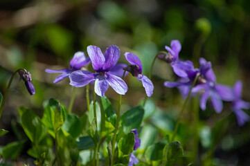Fioletowe kwiaty fiołka bagiennego © Meija