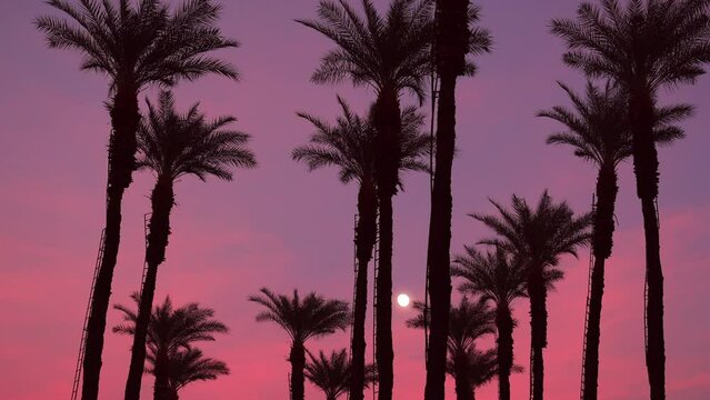 Fascinating purple and red skyline with palm trees silhouette as seen from below. Low angle view of beautiful sunset in tropical environment. High quality 4k footage