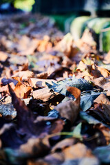 Brown leaves on ground with background and foreground blur