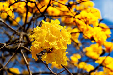 yellow blossom