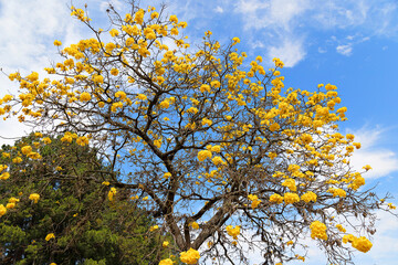 yellow tree