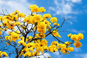yellow blossom