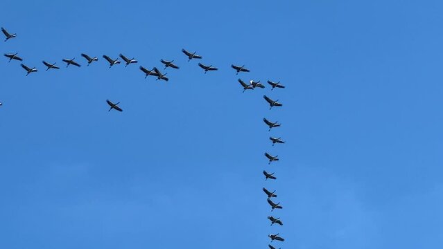 Kraniche im Flug

