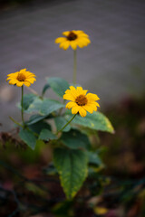 Heliopsis scabra, Cota tinctoria yellow flower. summer sun flower 
