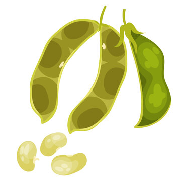 Single Legume Single Pea Images – Browse 5,391 Stock Photos, Vectors, and Video ...