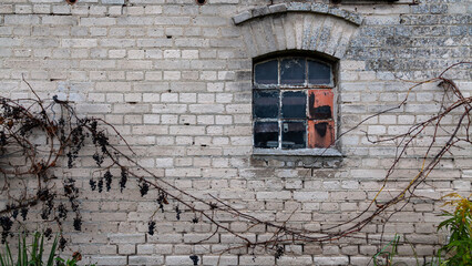 White brick wall with dry vine climber and old window