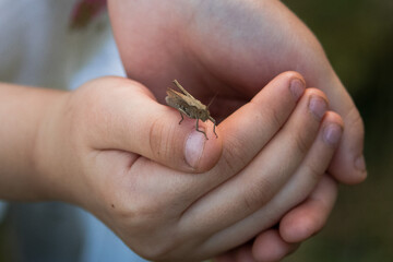 Great green bush-cricket, Tettigonia viridissima, in the morning sun. A small insect with large...