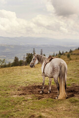 Obraz na płótnie Canvas Grey horse stands on top mountain