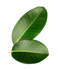 Two ficus leaves isolated on white background