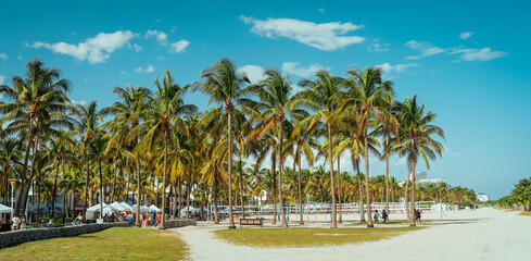 palm trees on the beach tropical miami 
