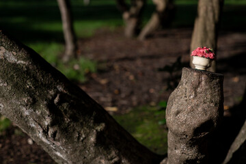 Bouquet of flower on a branch