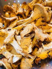 Chanterelle