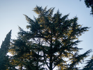 The top of a coniferous tree in the sun. Tree against the sky.