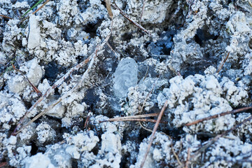 Autumn forest details. Dark moody forest details.