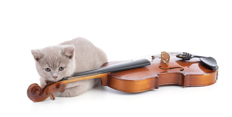 Cute british kitten with violin,