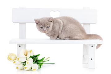 Cute british kitten on white wooden bench