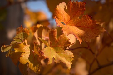 Grape bush, aesthetics of autumn landscape, bright colors of autumn, selective focus, blurred background, nature of the Black Sea coast, Krasnodar region, Russia