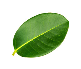 One ficus leaf isolated on white background