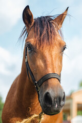 Brown horse front head portrait from Puerto rico country side