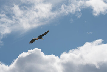 Bald eagle flying in blue sky with clouds