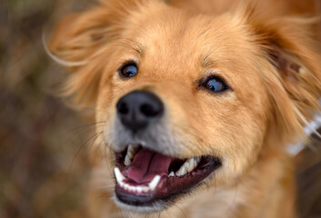 Portrait of the dog. Mixed breed dog.