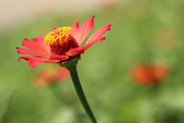 red poppy flower in garden